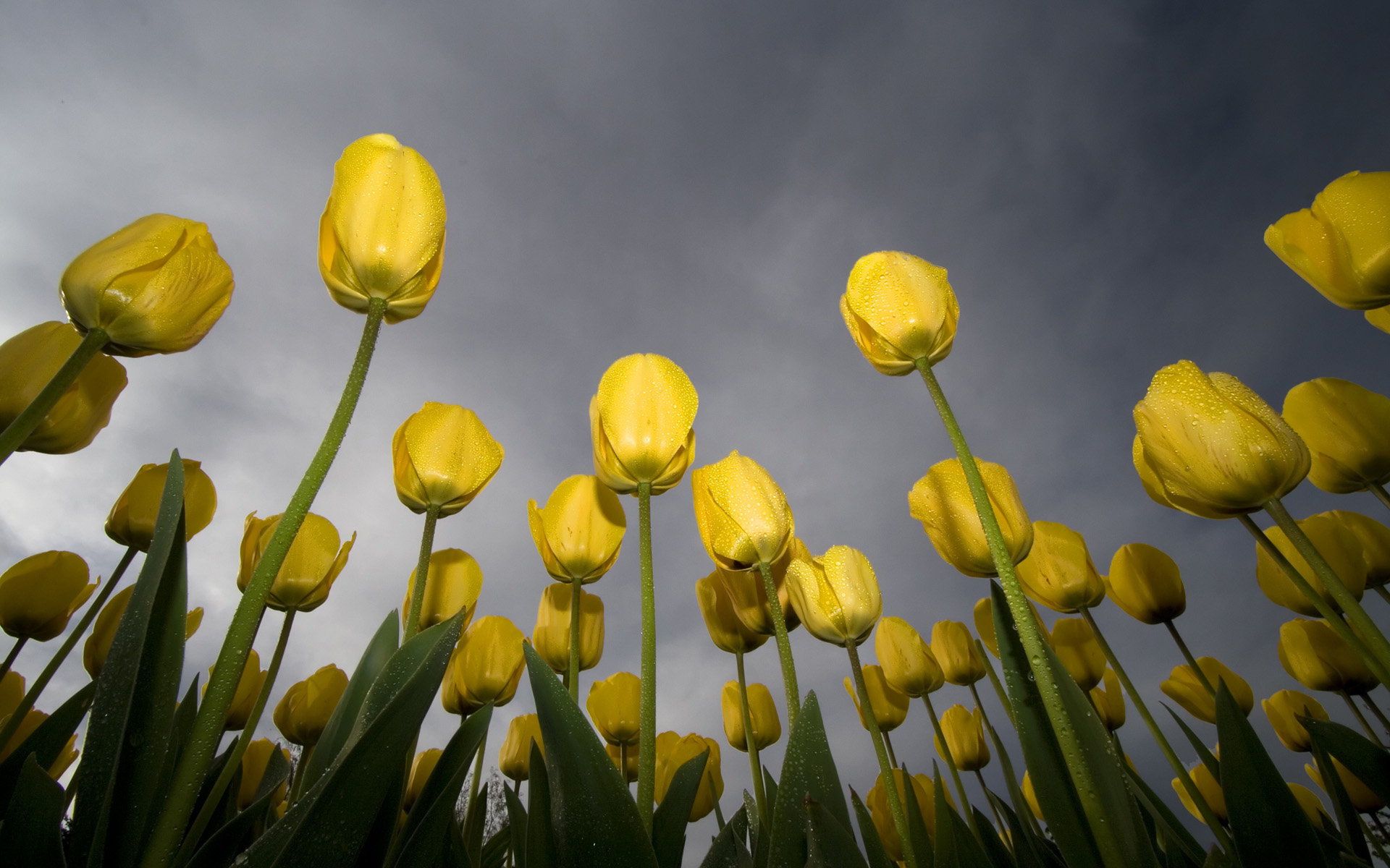 Low Angle Tulips Best Background Full HD1920x1080p, 1280x720p, - HD Wallpapers Backgrounds Desktop, iphone & Android Free Download